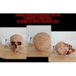 Replika czaszki nr 7